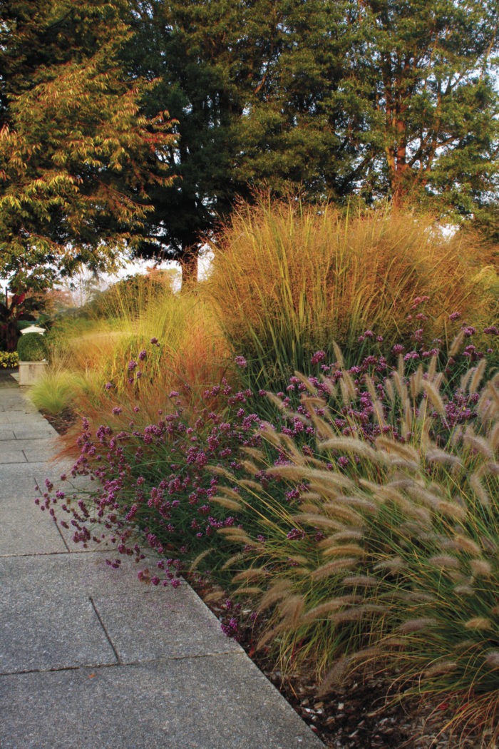 ornamental grasses