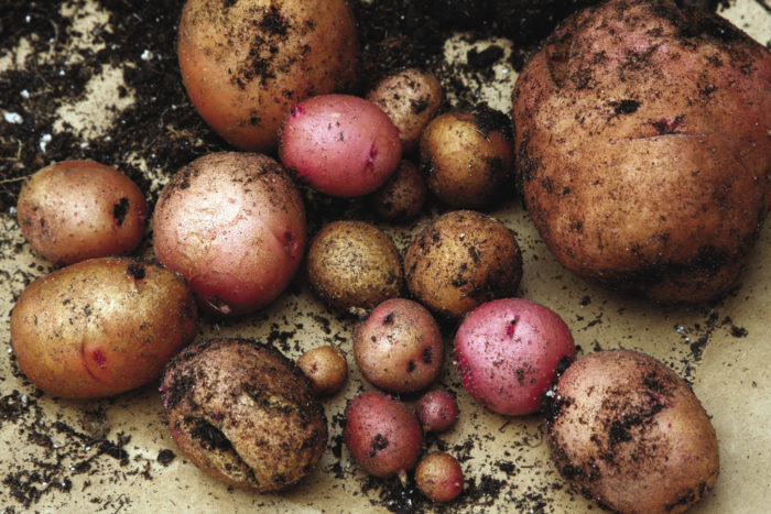 Types Of Red Potatoes: Reasons To Grow Potatoes That Are Red