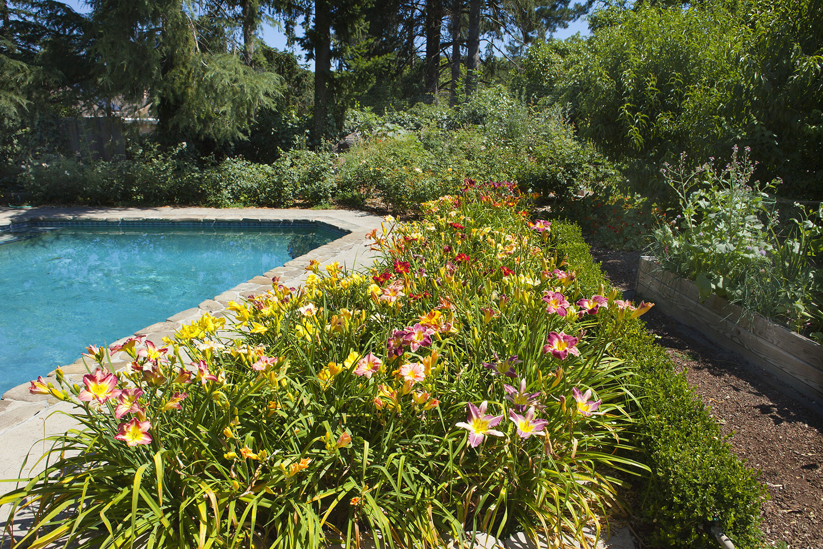 Day Lilies in Bloom around Pool