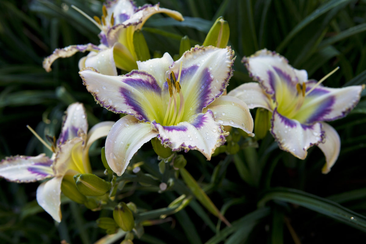 Creating A New Daylily Bed Fine Gardening   6eDaylily DestineToSee 87 1200x800 