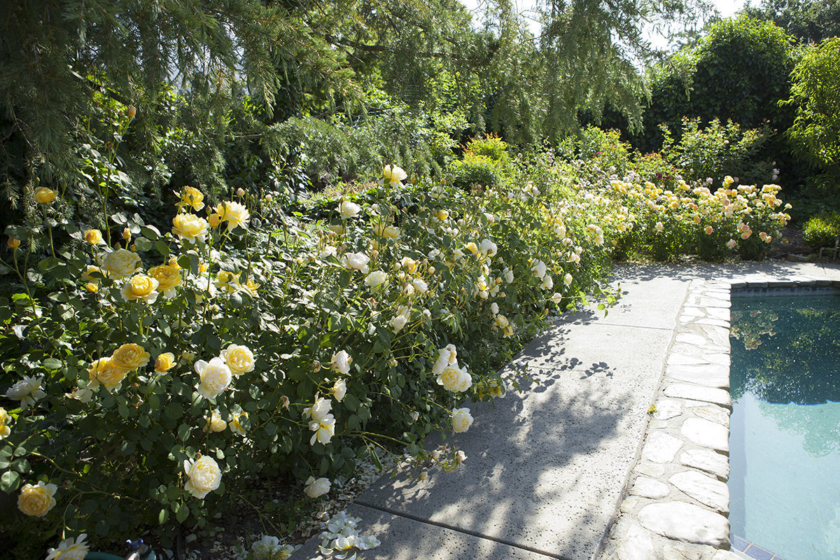 Planning your own dreamy rose garden? Our collection features +300 rose  varieties! Stroll through the Hendrie Park Rose Garden and take n