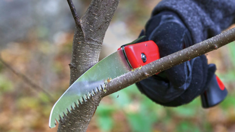 6 Tips for Pruning Young Fruit Trees - Fine Gardening