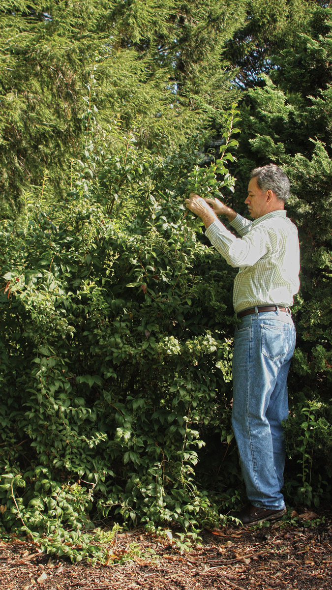 a man pruning a plant