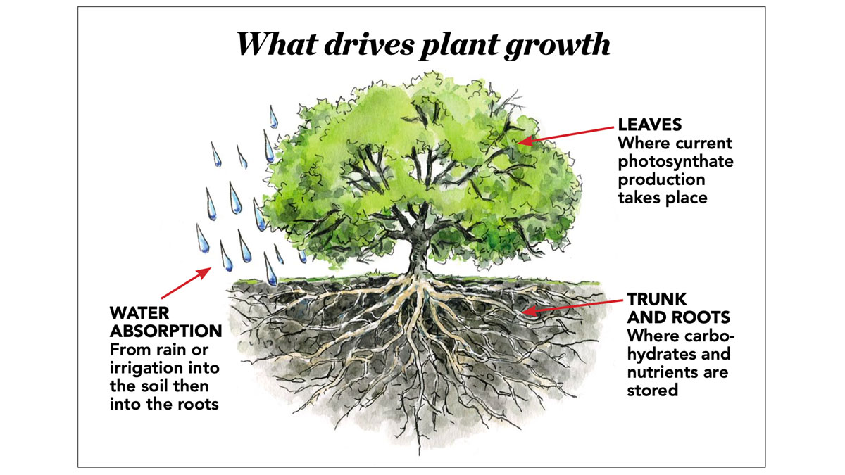diagram showing what drives plant growth