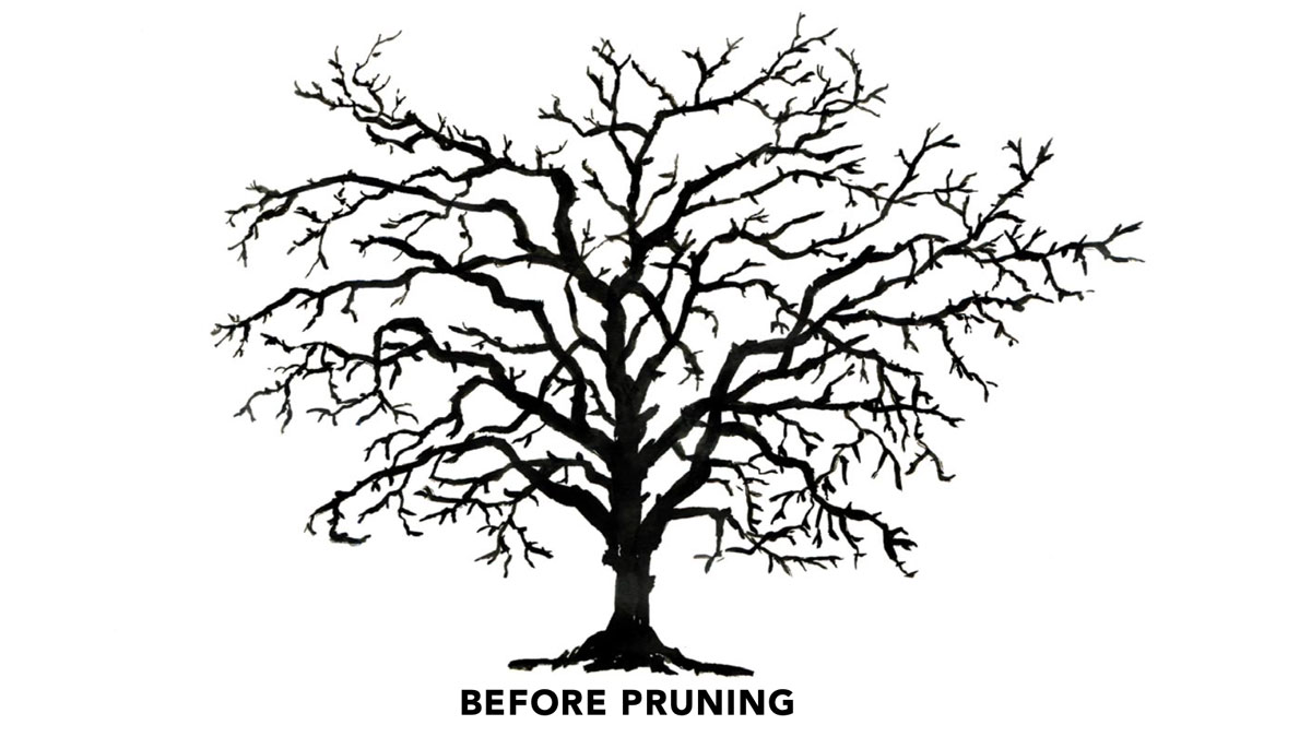 diagram of a tree before pruning