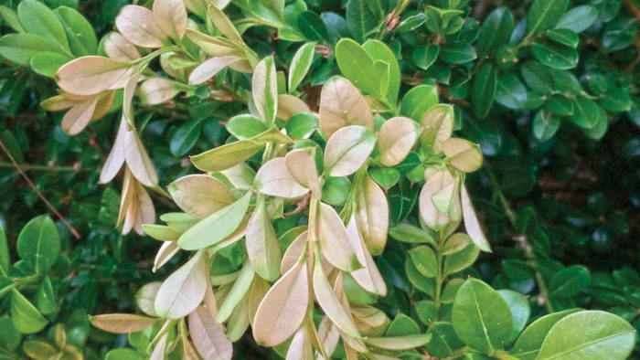 The Science of Pruning - Fine Gardening