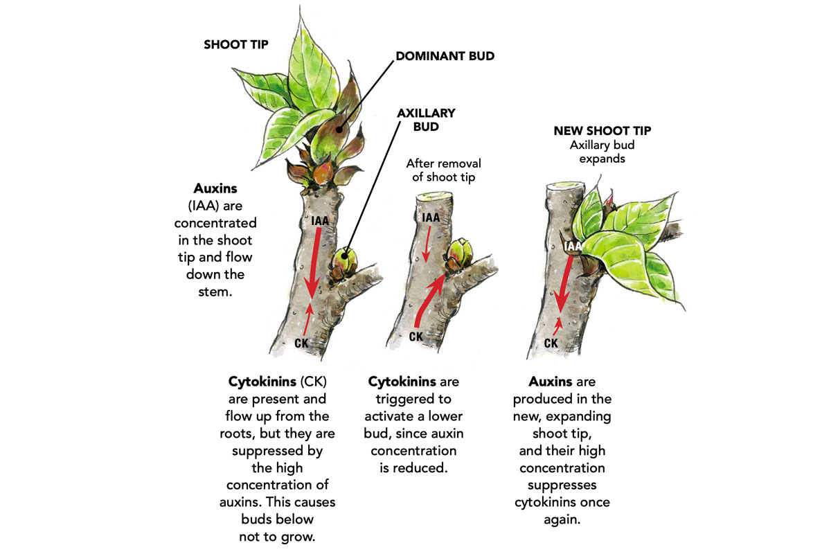 diagram showing shoot tips and dominant buds