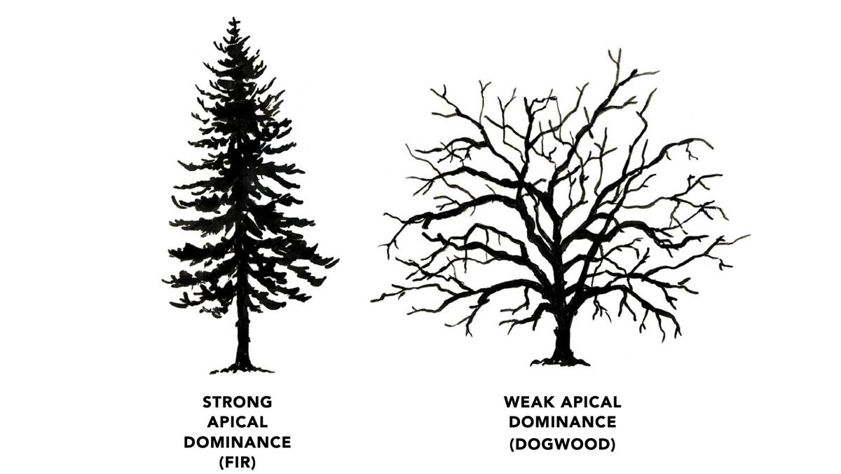 tree diagrams