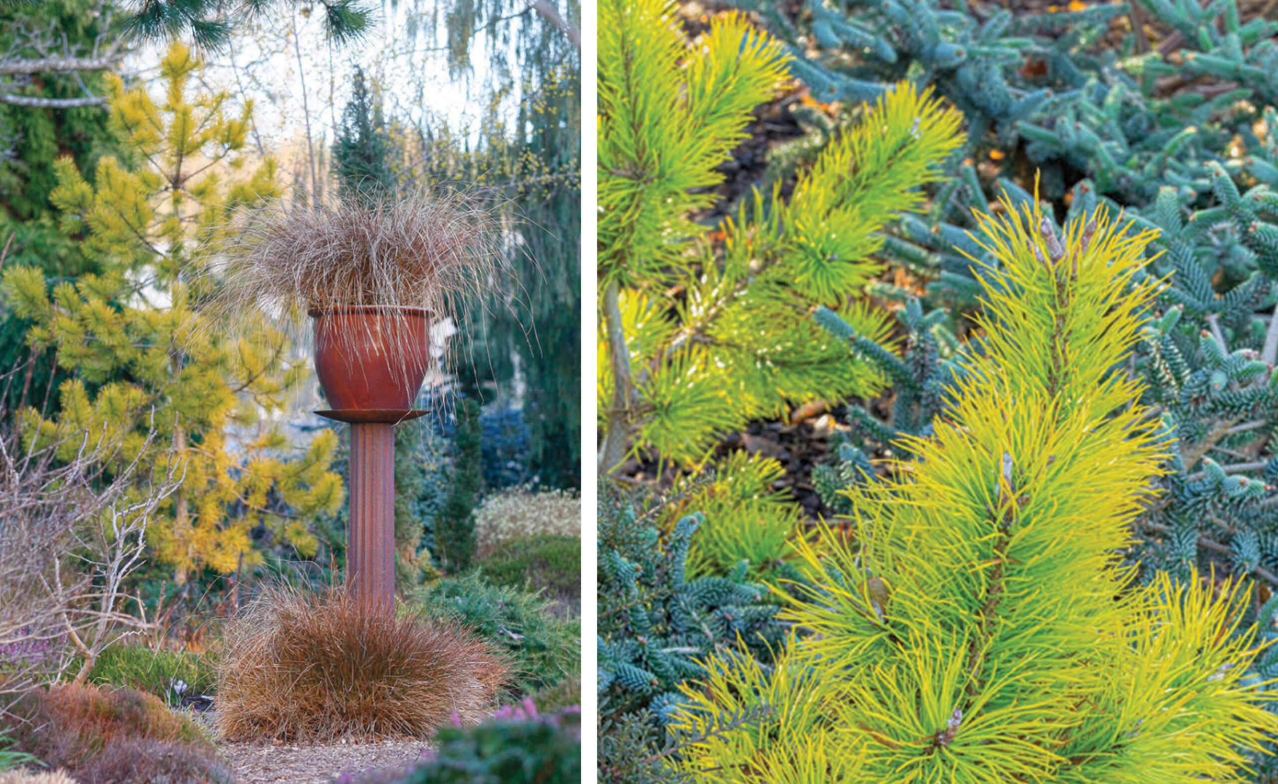 chartreuse evergreens such as 'Chief Joseph' lodgepole brighten a landscape