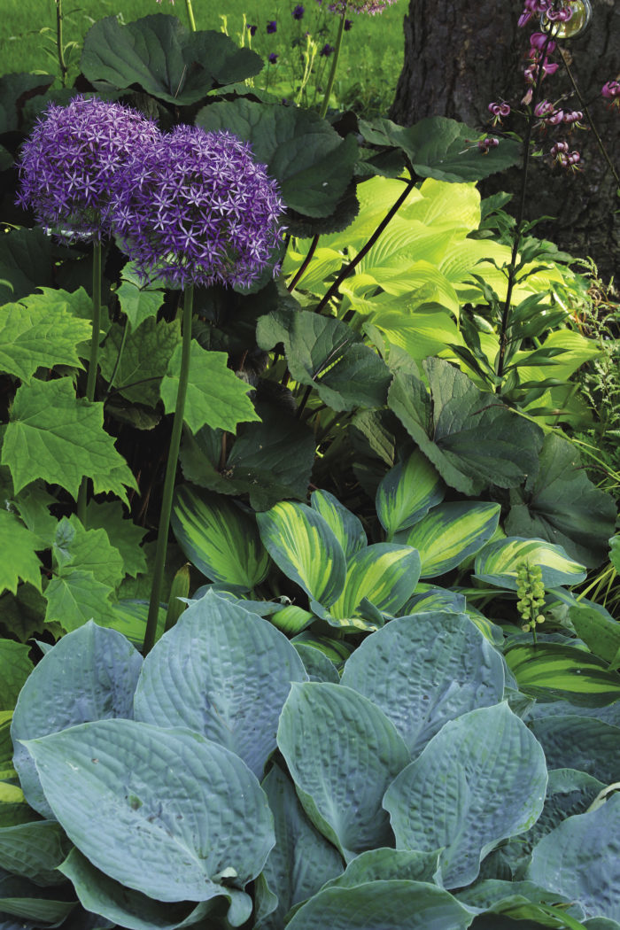 'Globemaster' allium, 'June' hosta, ‘Silver Bay’ hosta, Ligularia