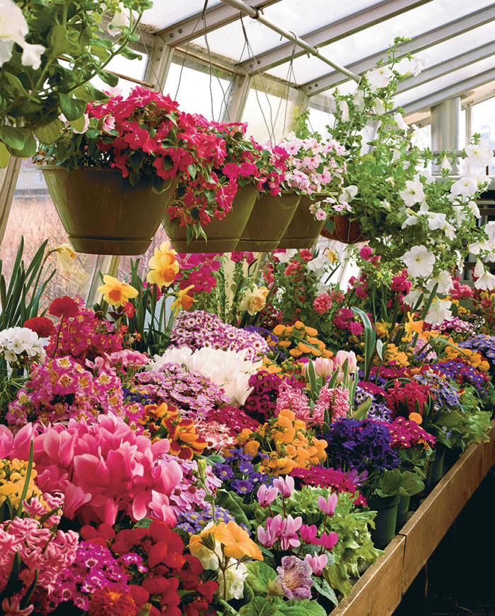 A Greenhouse Winter Garden Fine Gardening