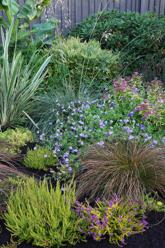 Heath and Heather: Captivating Ground Covers