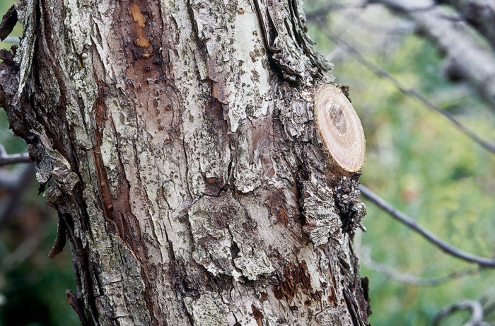 a perfect pruning tree