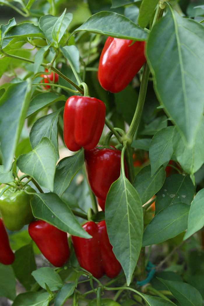 How to Grow Bell Peppers - FineGardening