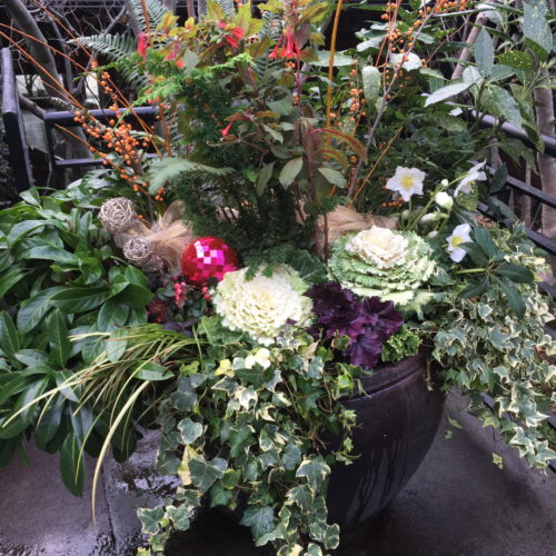 Ring in the Holidays at a Botanic Garden - Fine Gardening