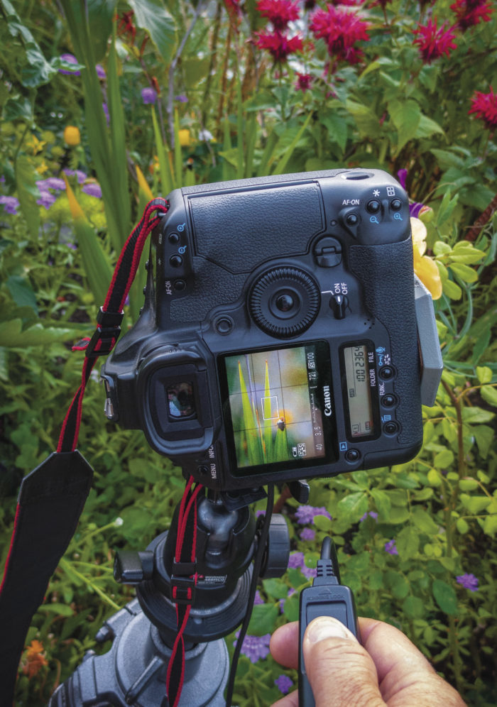 Viewing some flowers through the camera lens