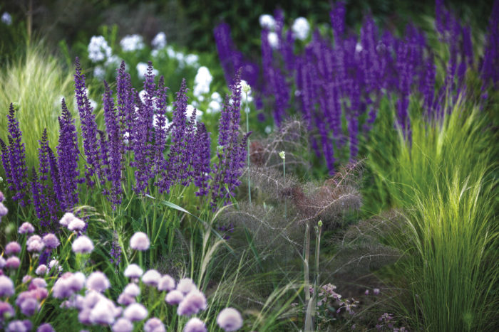 Purple salvia with other flowers