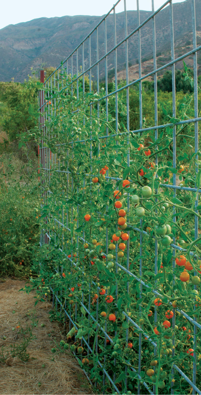 Learn to Build a Fence Arbor or Bridge to Support Your Tomatoes