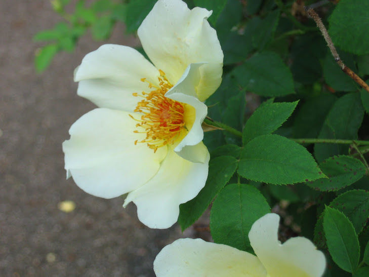 wild yellow rose bush