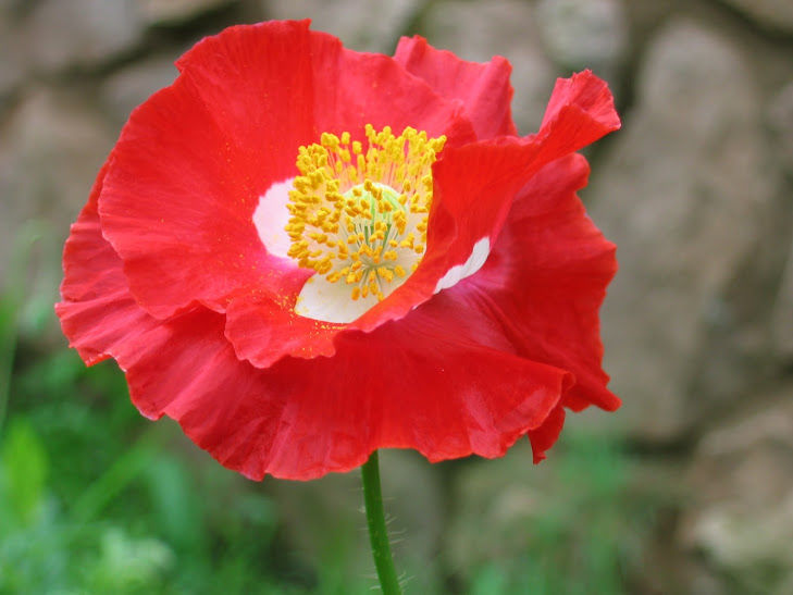 Perfectly Pretty Poppies - FineGardening