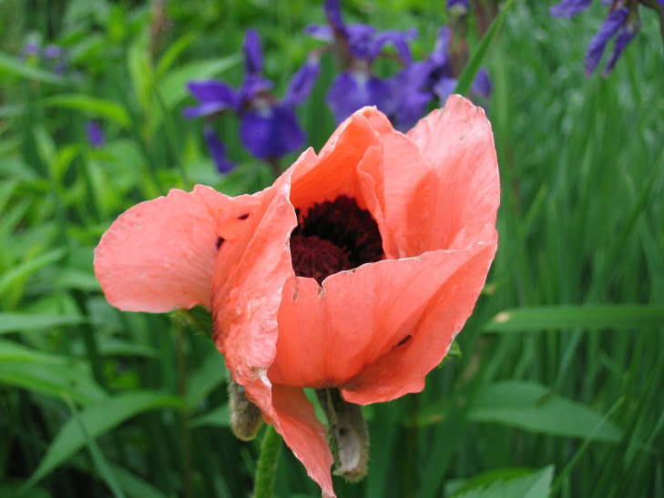 Perfectly Pretty Poppies - FineGardening