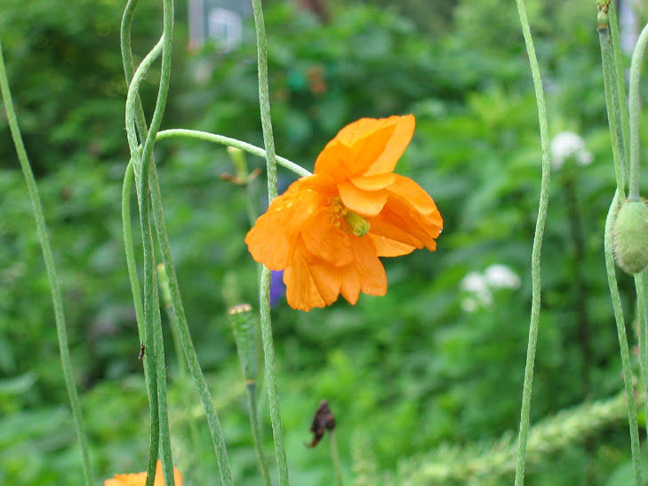 Perfectly Pretty Poppies - FineGardening