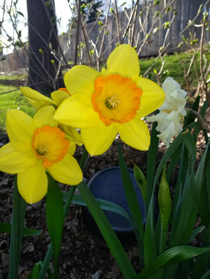 The View From the Kitchen Window - Fine Gardening