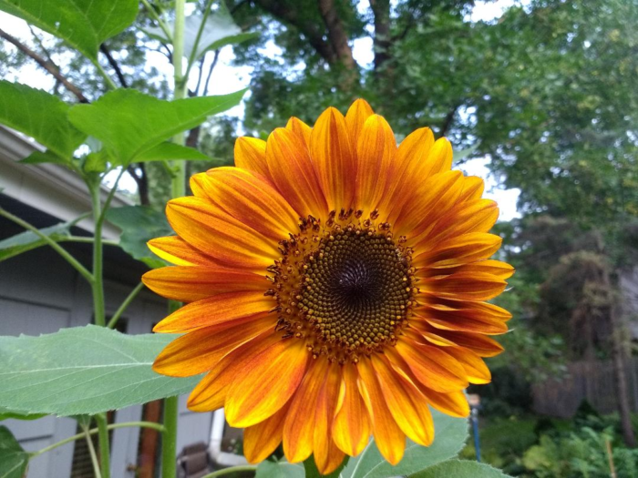 The View From the Kitchen Window - Fine Gardening