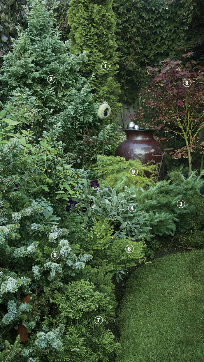 Plant vignette of Degroot’s Spire’ arborvitae, ‘Boulevard’ false cypress, ‘Blue Dwarf’ larch, Willow, ‘De Ruyter’ Siberian spruce, ‘Flabelliformis’ hinoki cypress, ‘Mossy’ arborvitae, ‘Tsuchigumo’ maple and ‘Elegans’ cryptomeria.