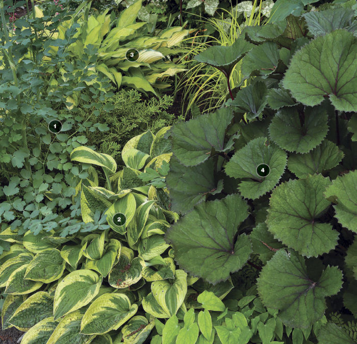 Airy, glaucous meadow rue foliage cools down a combination dominated by warm tints of chartreuse and purple.