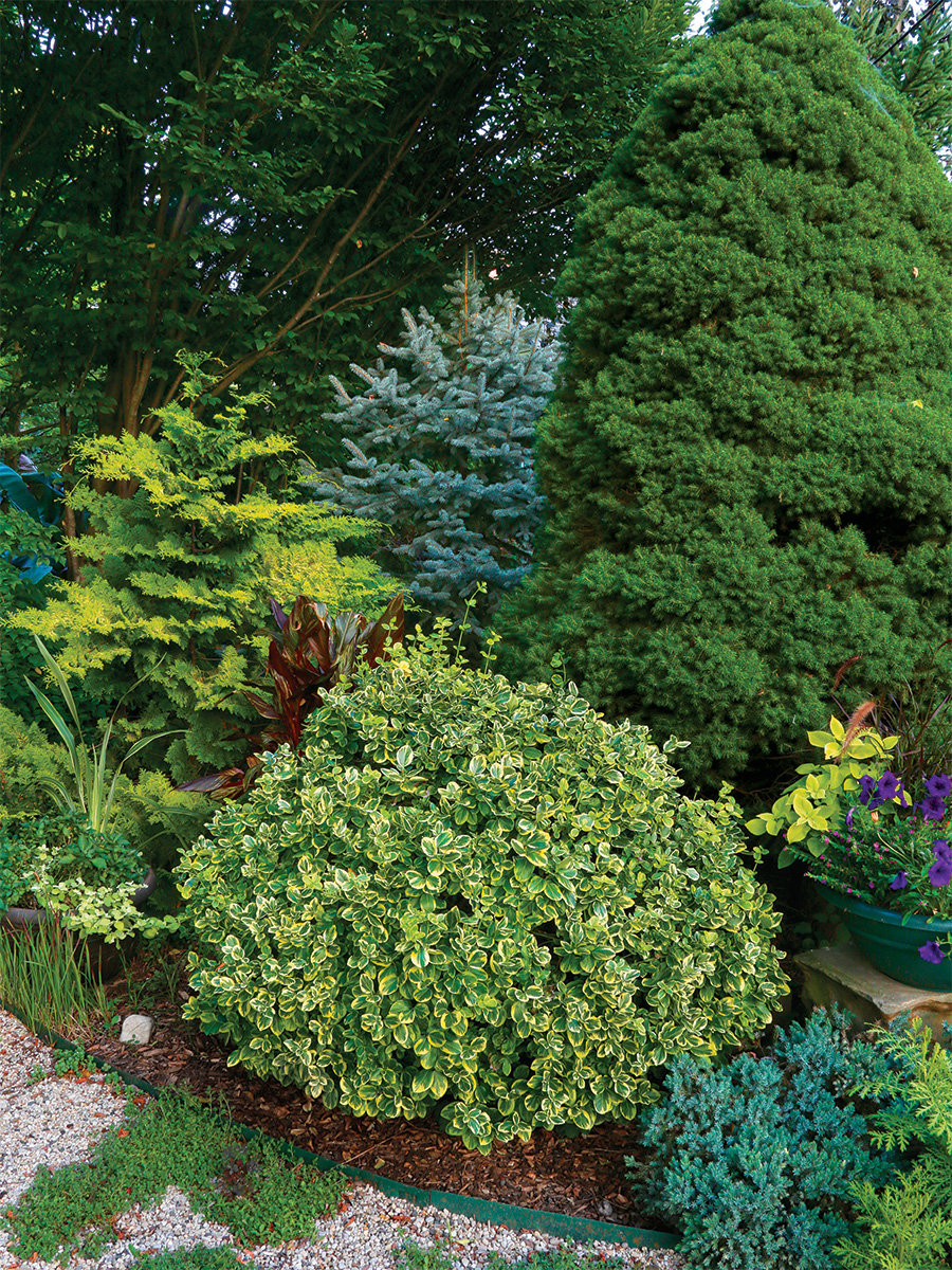 Image of Blue spruce and Japanese maple companion plants