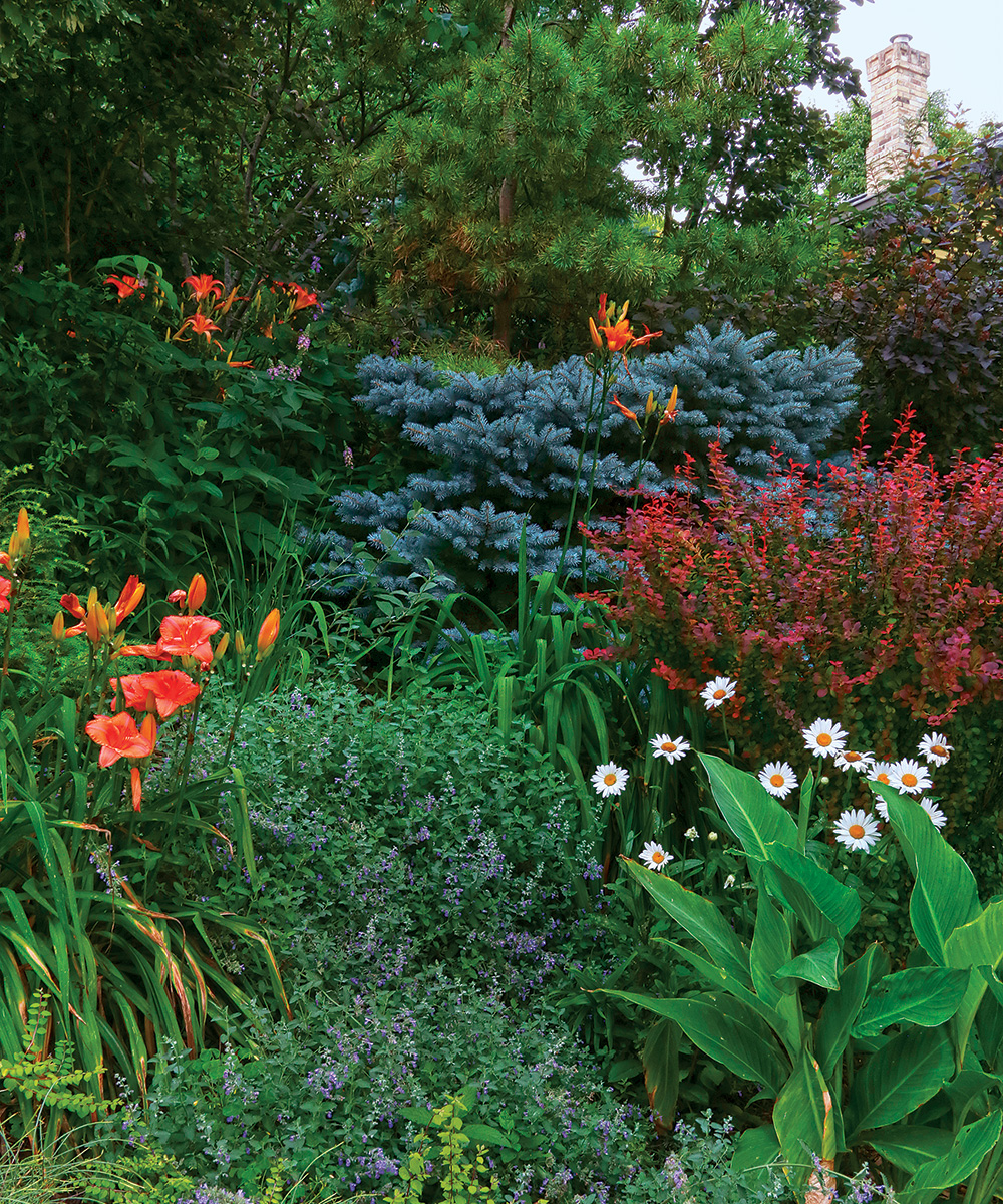 Image of Daylily (Hemerocallis) companion plant for red maple tree