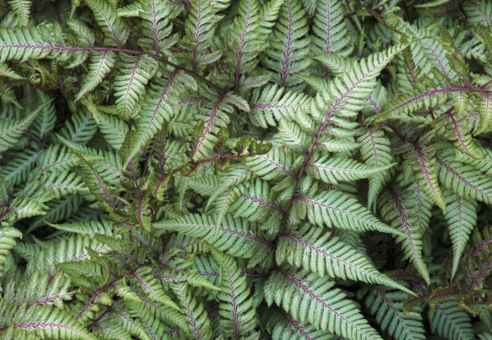 Lady and Painted Ferns—Trial Results - Fine Gardening