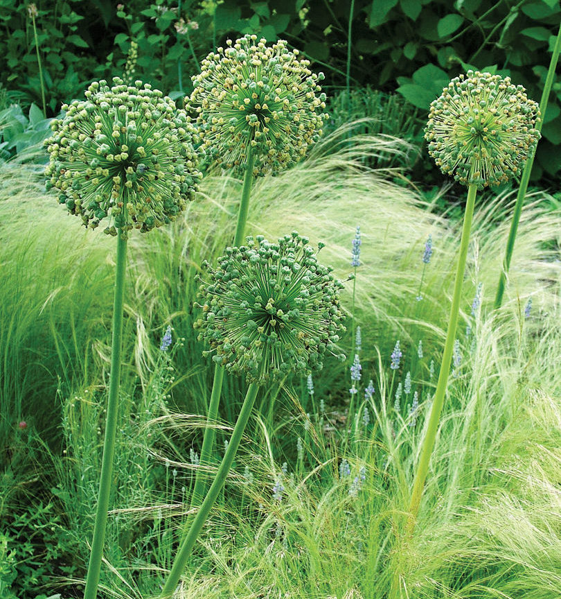 ‘Mount Everest’ allium