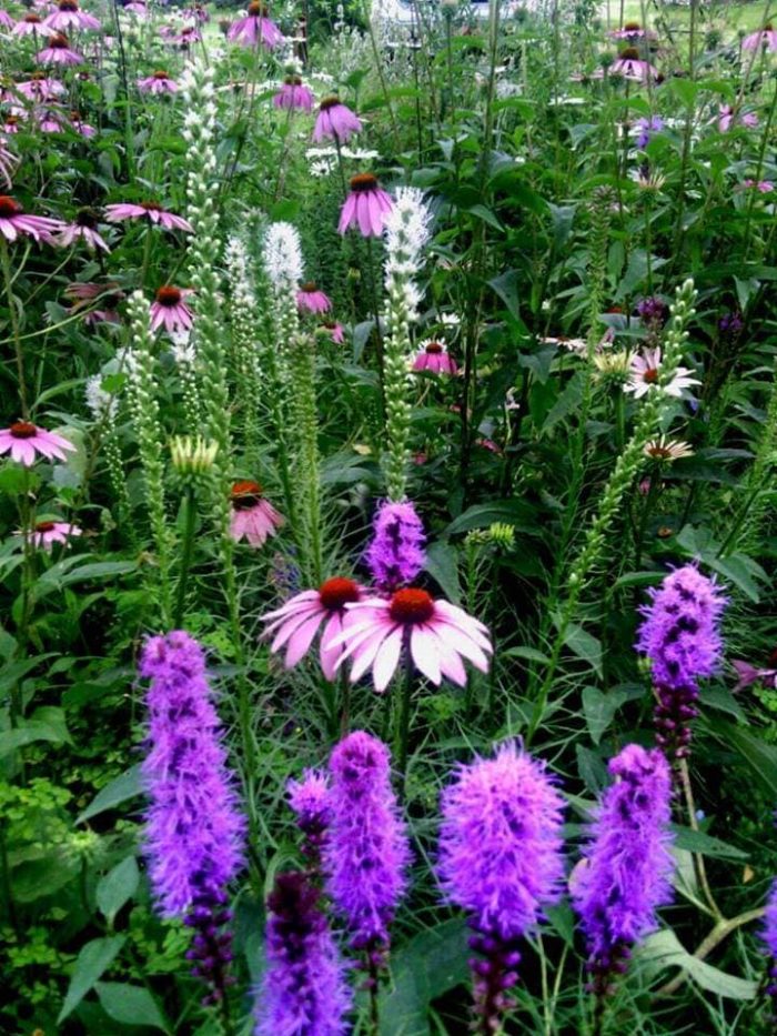 Food For Pollinators And People - Fine Gardening