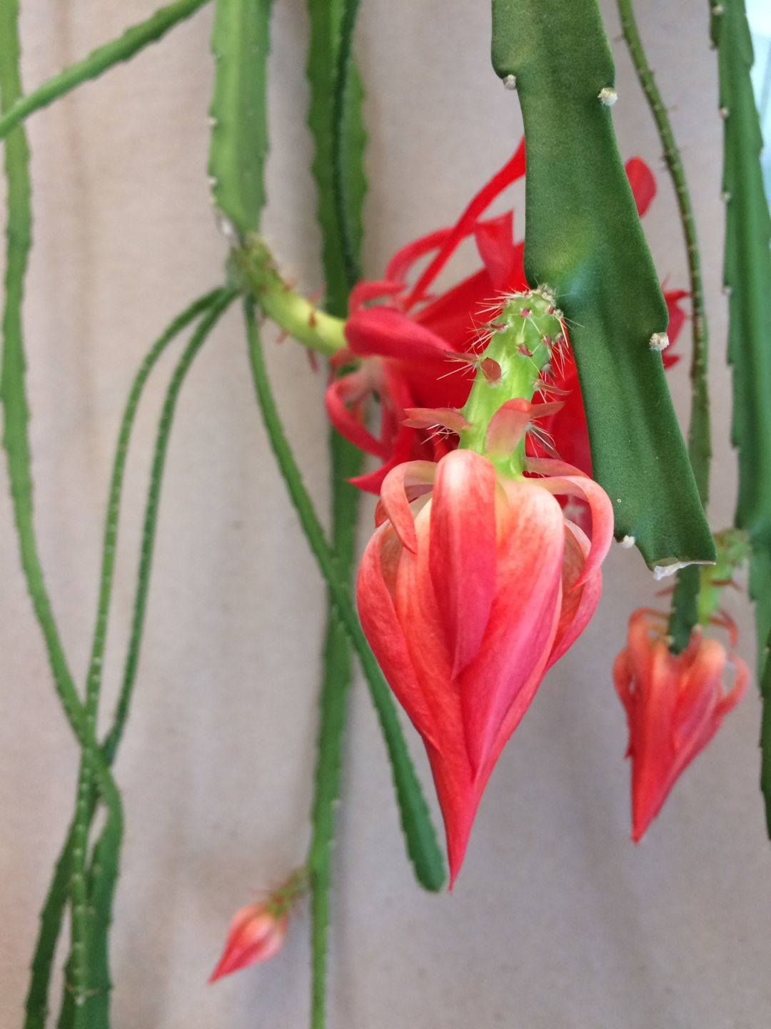 Tropics in the Sunroom - FineGardening