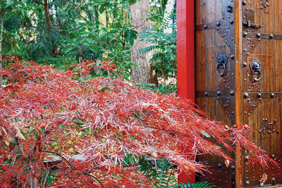 Japanese maple