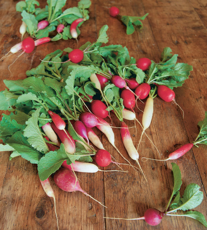 spring radishes