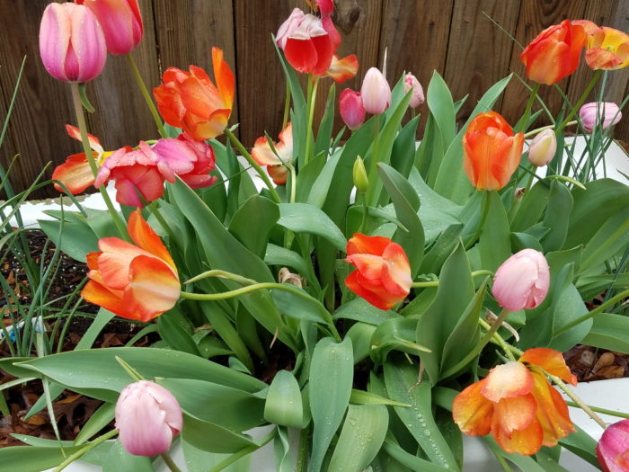 Tulips Mean Spring - Fine Gardening