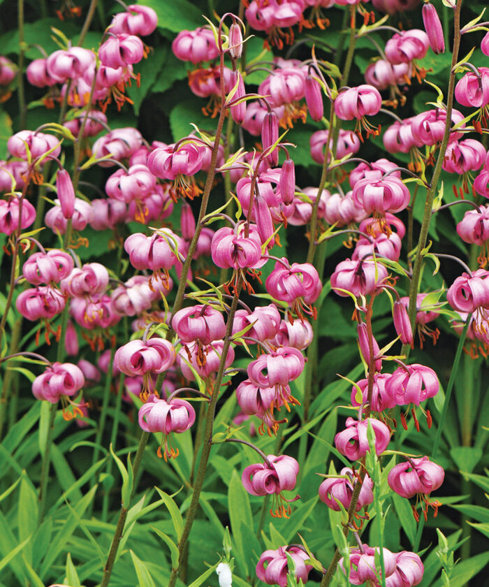 Underused Perennials for the Midwest - Fine Gardening