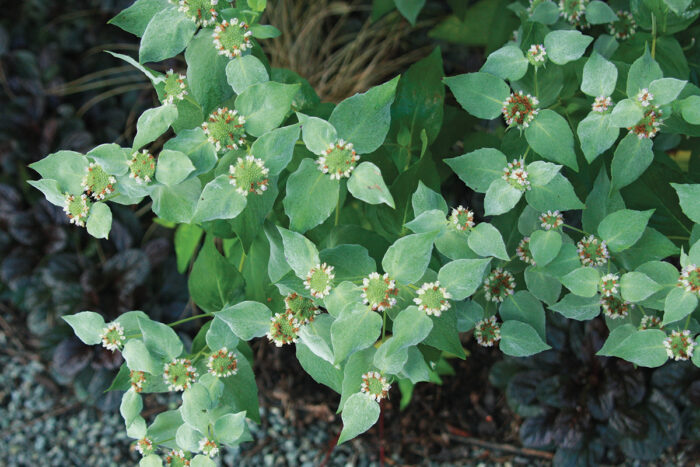 Short-Toothed Mountain Mint