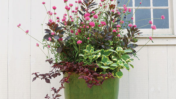 Designer Secrets for Over-the-Top Pots - FineGardening