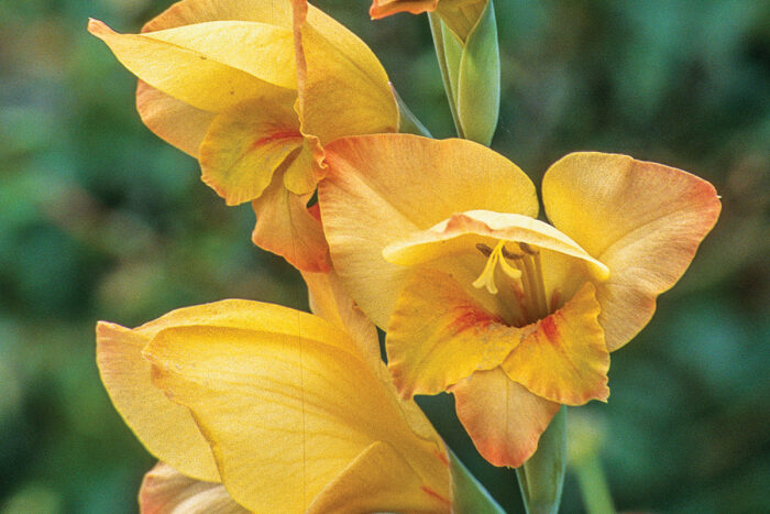 Boone Gladiolus