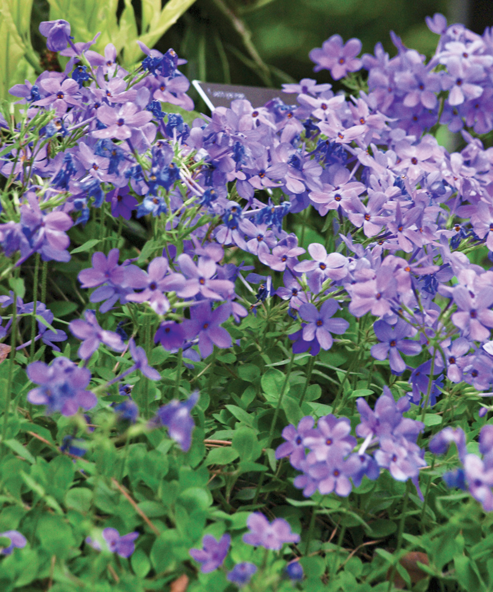 Underused Perennials for the Southeast - FineGardening