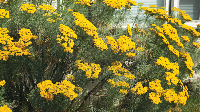 Golden Coulter Bush