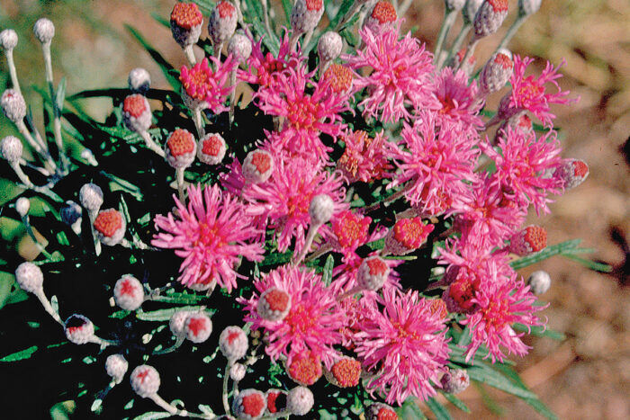 Wooly Ironweed