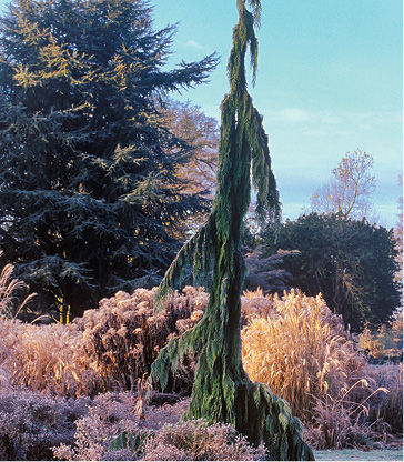 Buy Cupressus nootkatensis 'Green Arrow' Alaskan Cedar