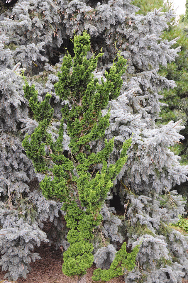 Twisted Hinoki Cypress