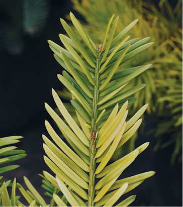 Golden Dwarf Japanese Yew