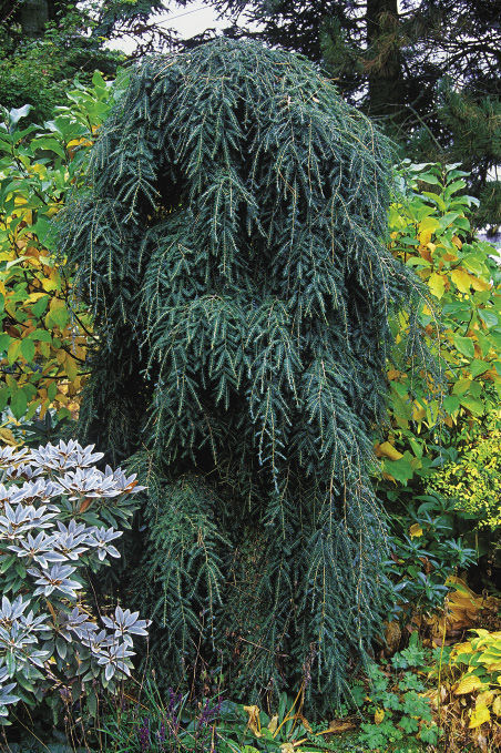 Cole’s Prostrate Canadian Hemlock